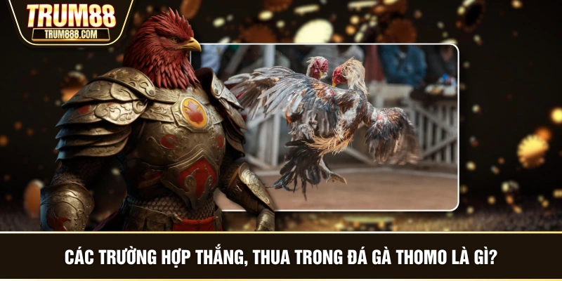 Các trường hợp thắng, thua trong đá gà thomo là gì?