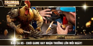 Đá Gà Nòi Cựa Sắt - Loại Hình Chọi Gà Đẫm Máu Bậc Nhất