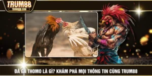 Đá Gà Thomo Là Gì? Khám Phá Mọi Thông Tin Cùng TRUM88