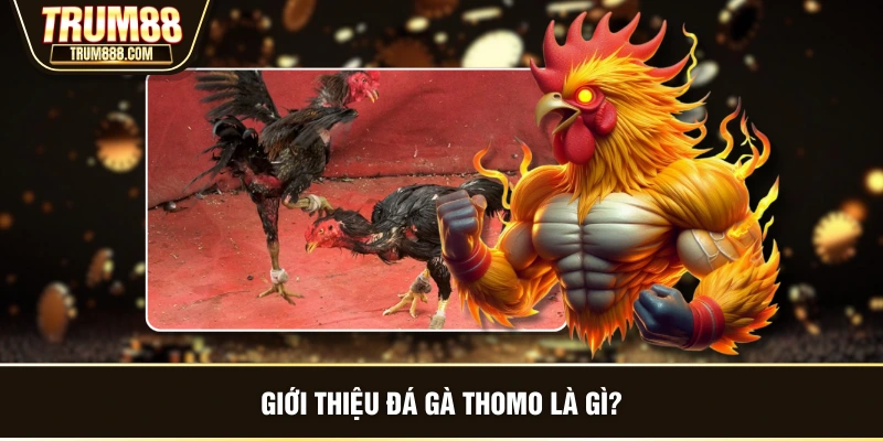 Giới thiệu đá gà Thomo là gì?