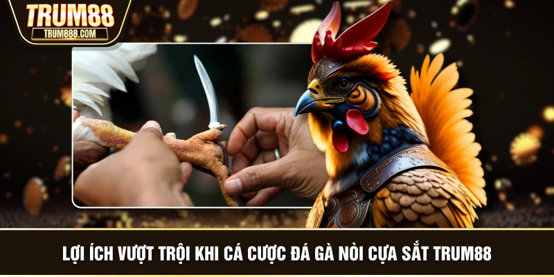 Lợi ích vượt trội khi cá cược đá gà nòi cựa sắt TRUM88