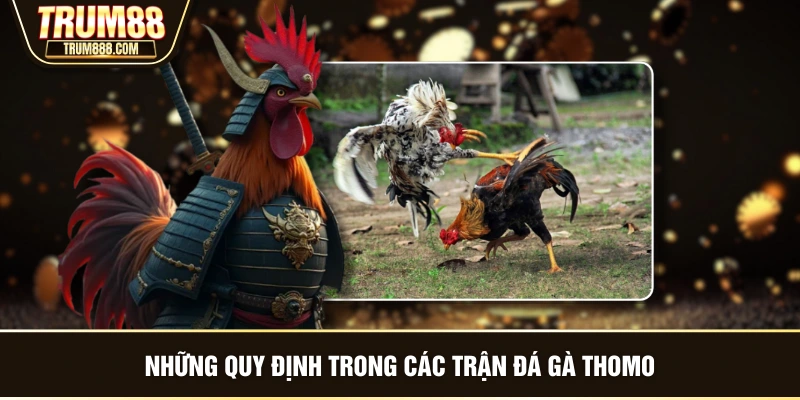 Những quy định trong các trận đá gà Thomo