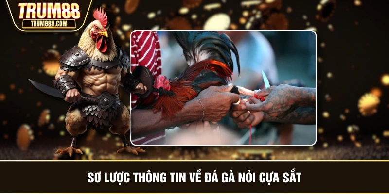 Sơ lược thông tin về đá gà nòi cựa sắt