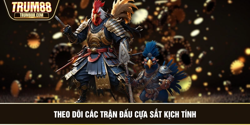 Theo dõi các trận đấu cựa sắt kịch tính